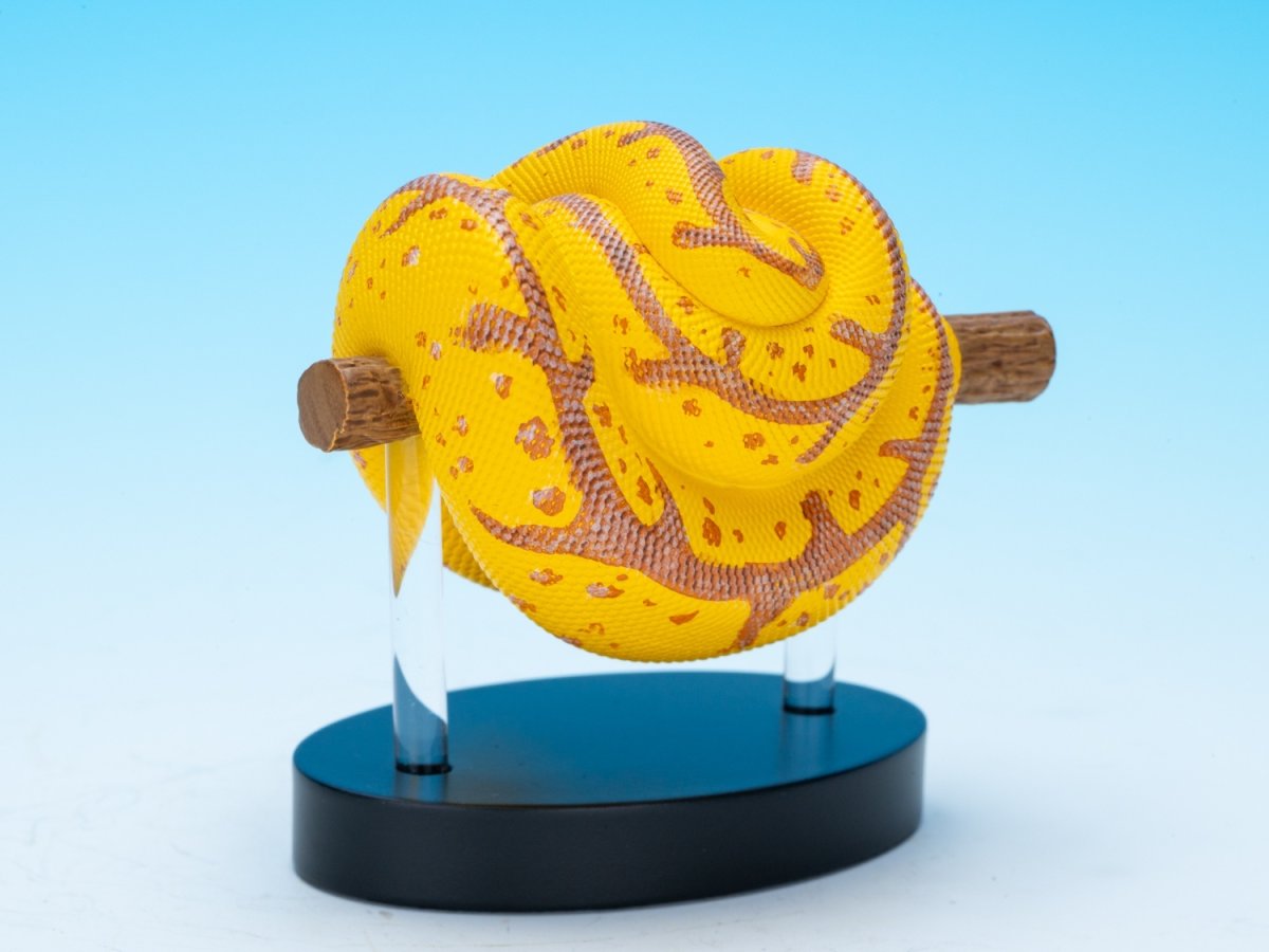 画像3: ミドリニシキヘビ（WF2024限定）【動画あり】 (3)