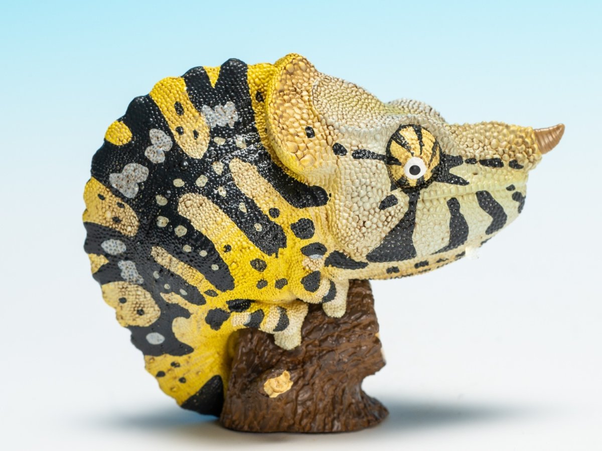 画像2: メラーカメレオン (2)