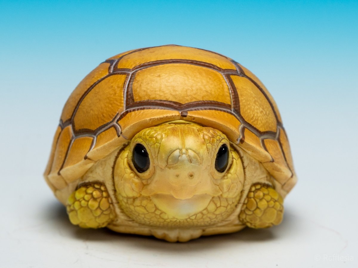 画像3: ケズメリクガメ（五周年記念） (3)