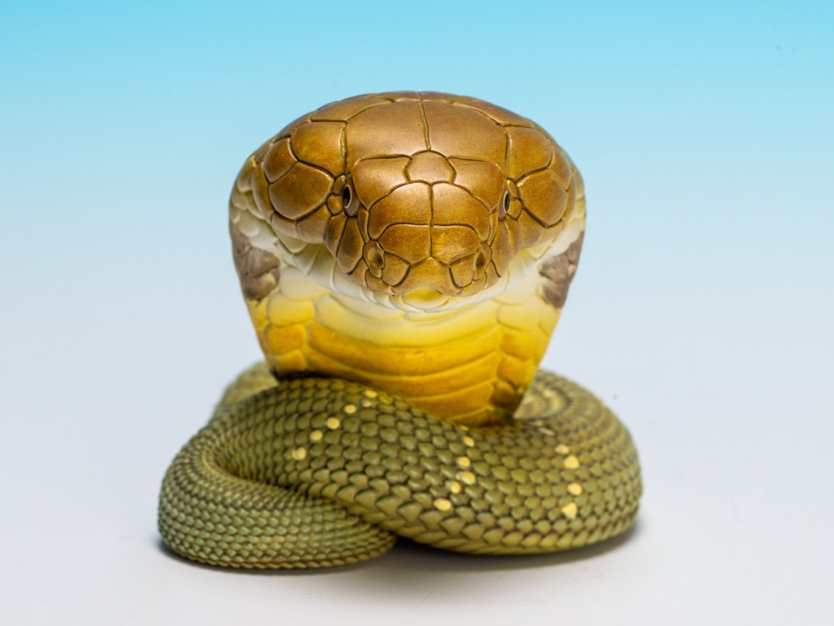 画像7: キングコブラ (7)