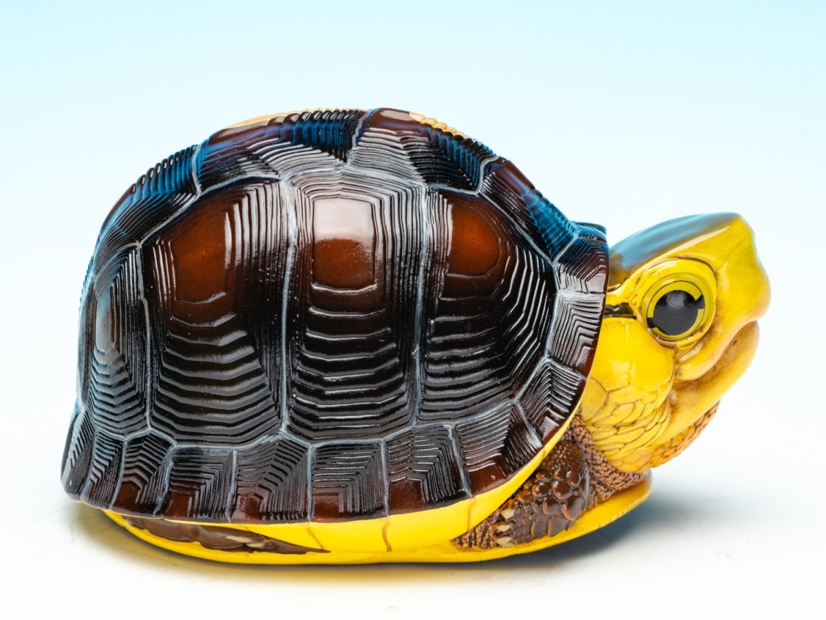 画像8: チュウゴクセマルハコガメ（台湾型） (8)