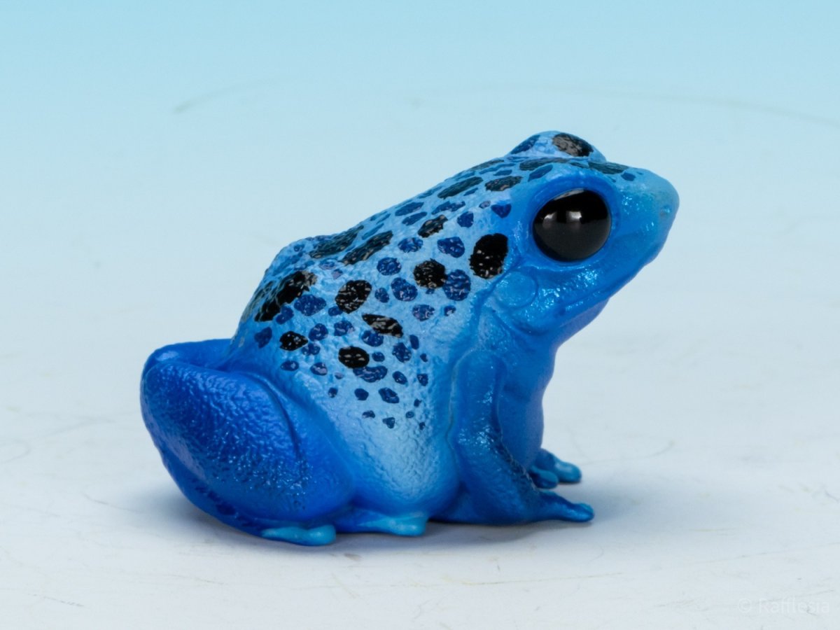 画像2: コバルトヤドクガエル (2)