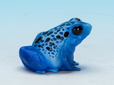 画像2: コバルトヤドクガエル (2)