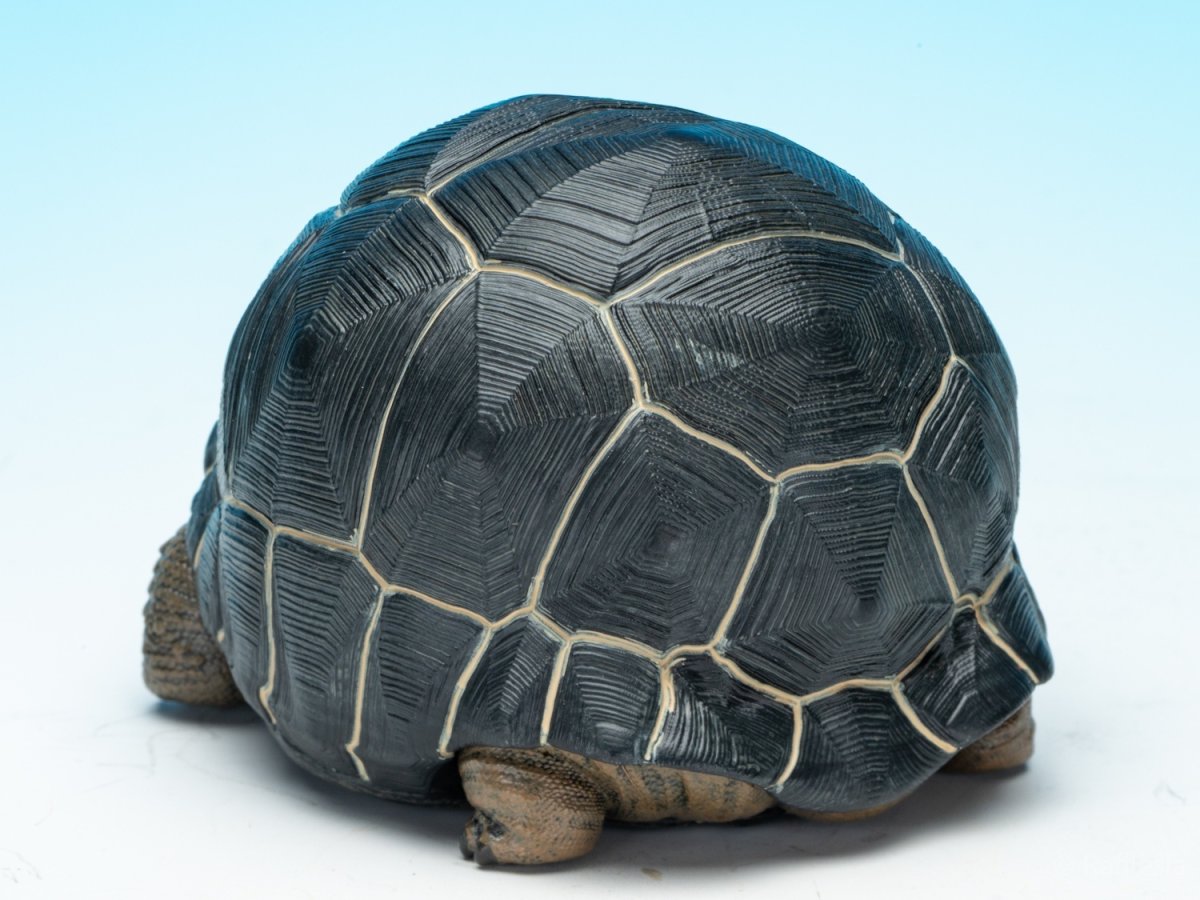 画像5: アルダブラゾウガメ (5)