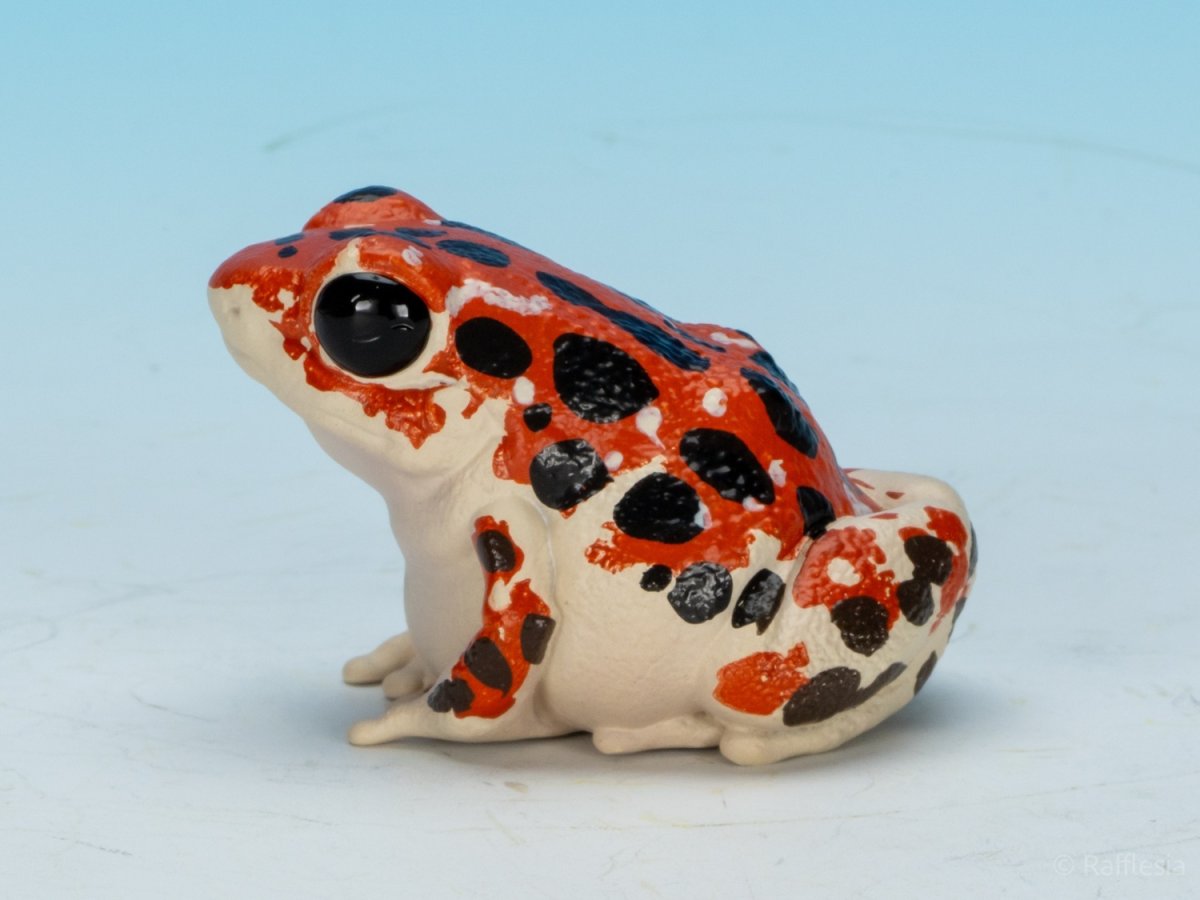 画像6: イチゴヤドクガエル (6)