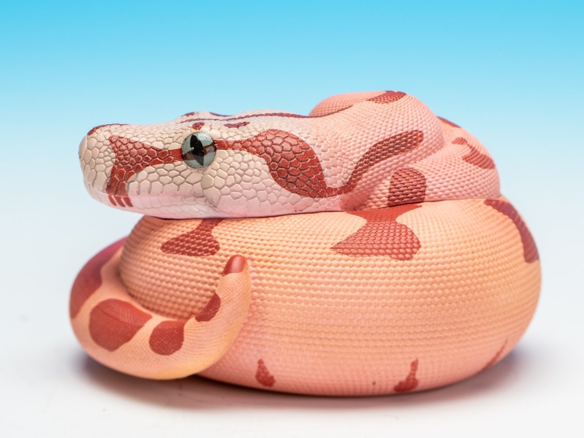 画像4: コロンビアボアコンストリクター (4)