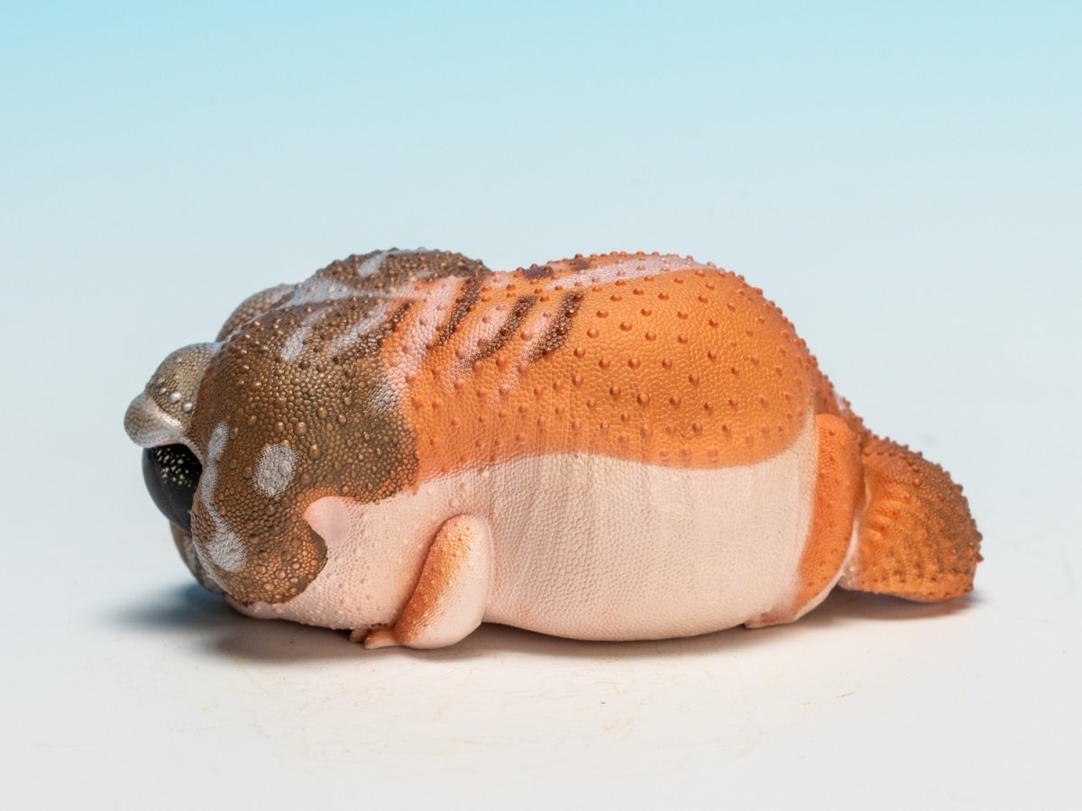 画像5: タマオヤモリ（普通） (5)