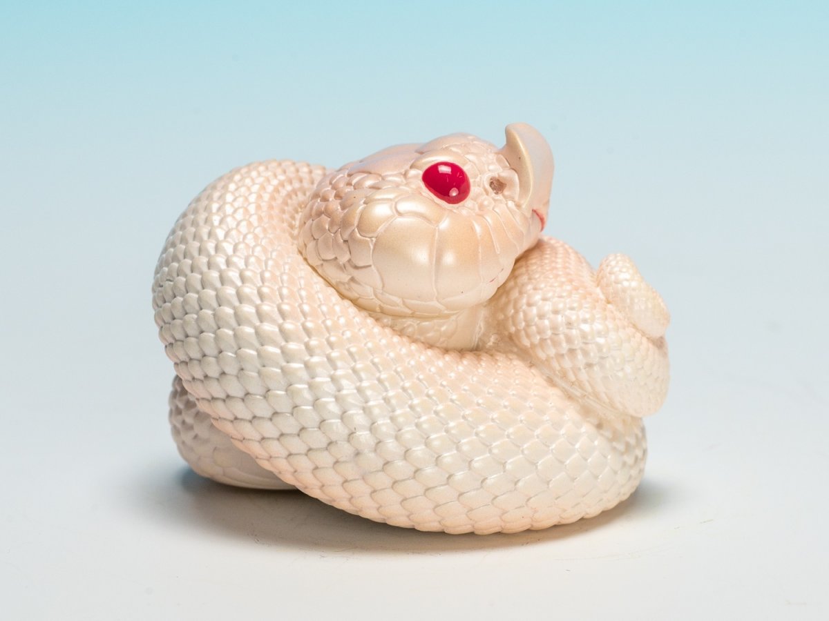 画像3: シシバナヘビ（スーパーホワイトカンダ） (3)