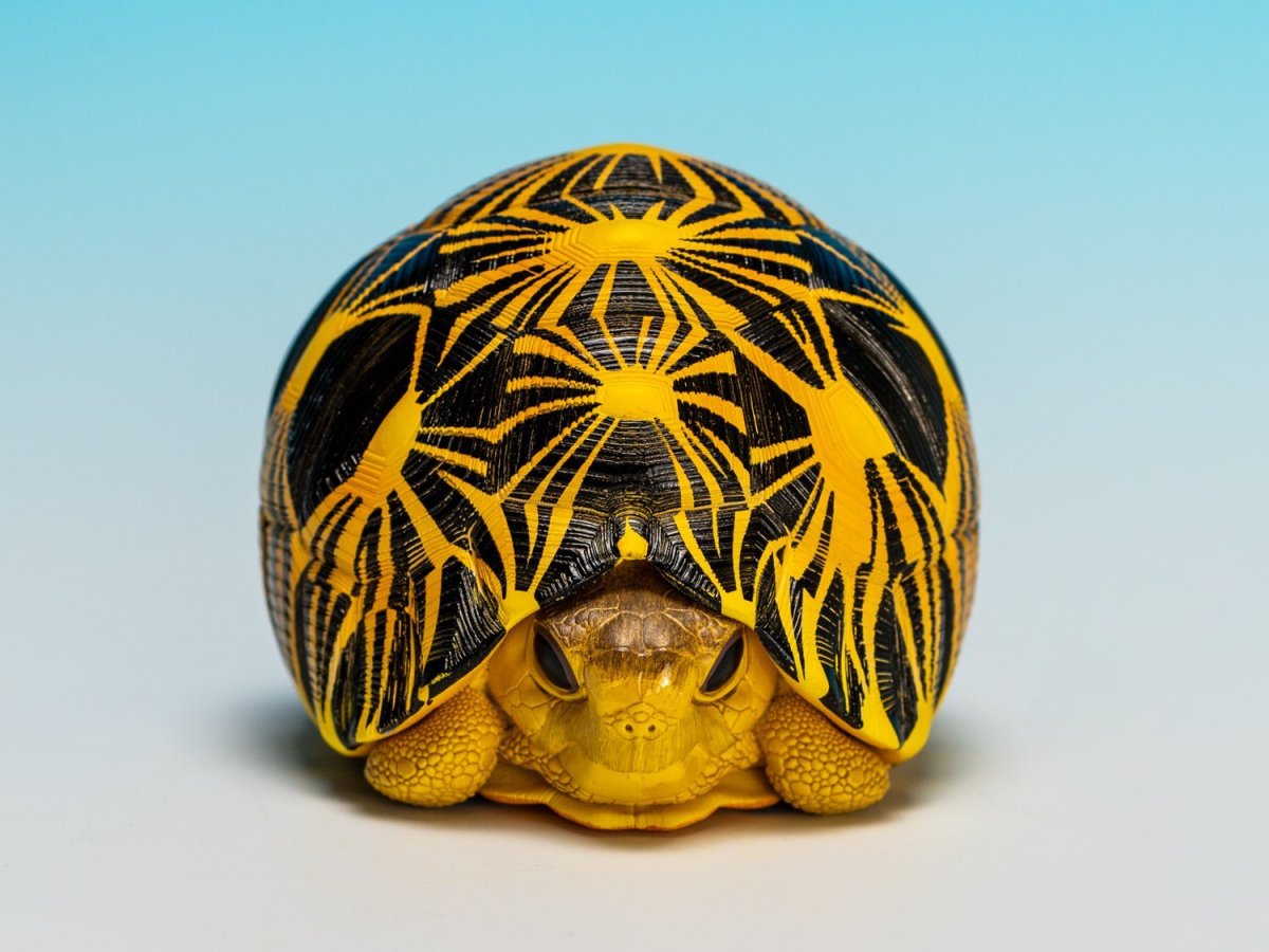 画像7: ホウシャガメ【動画あり】 (7)