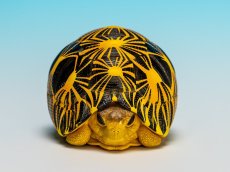画像7: ホウシャガメ (7)