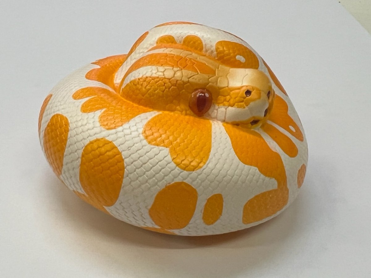 画像2: ボールニシキヘビ（ラベンダー白化） (2)