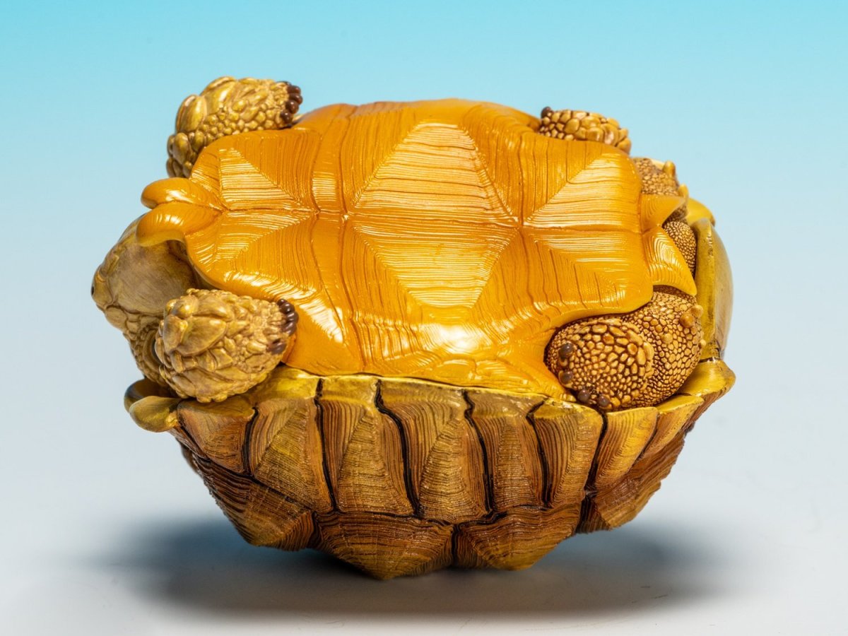 画像7: ケヅメガメ（オス） (7)