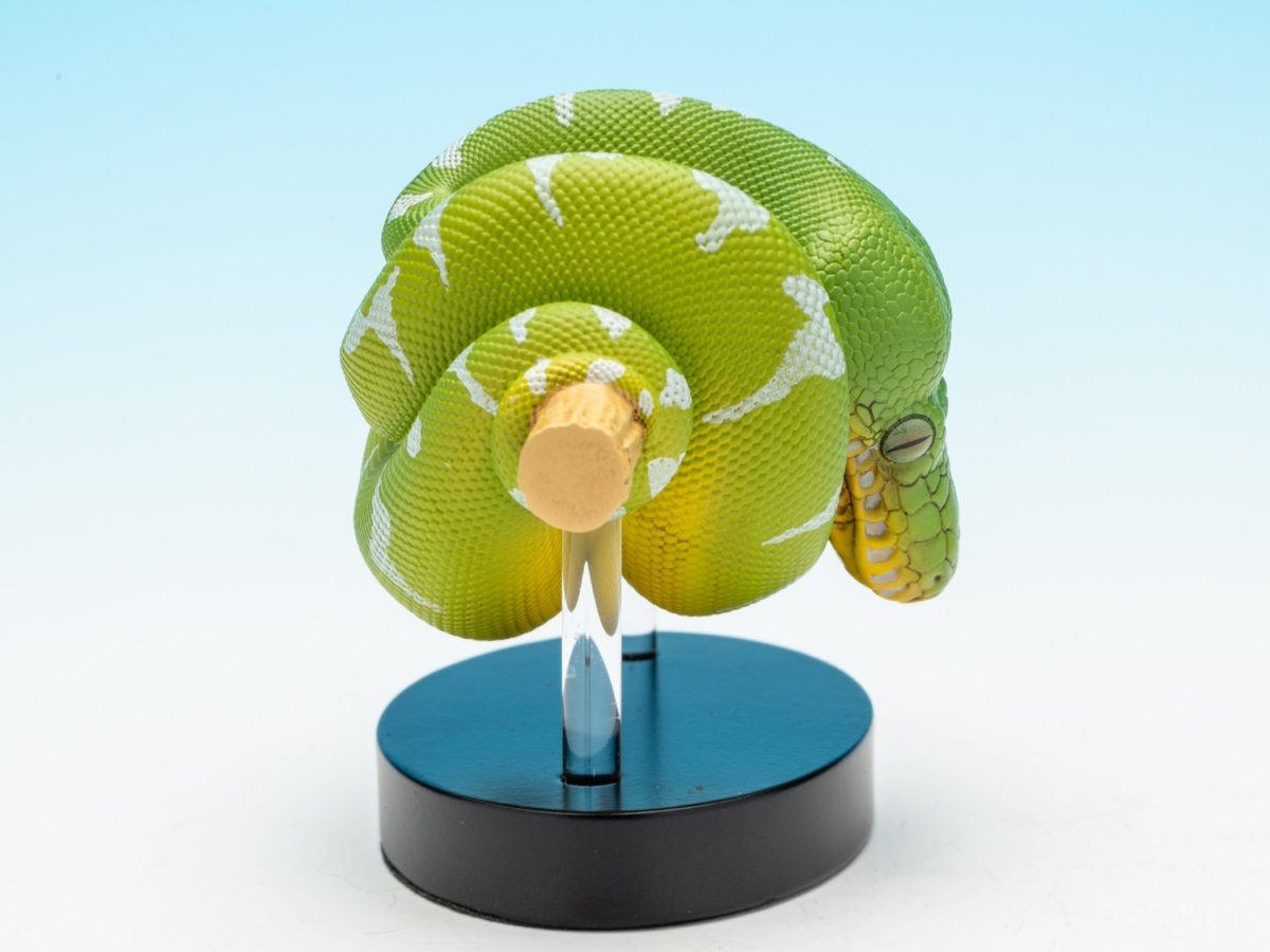 画像8: エメラルドツリーボア (8)