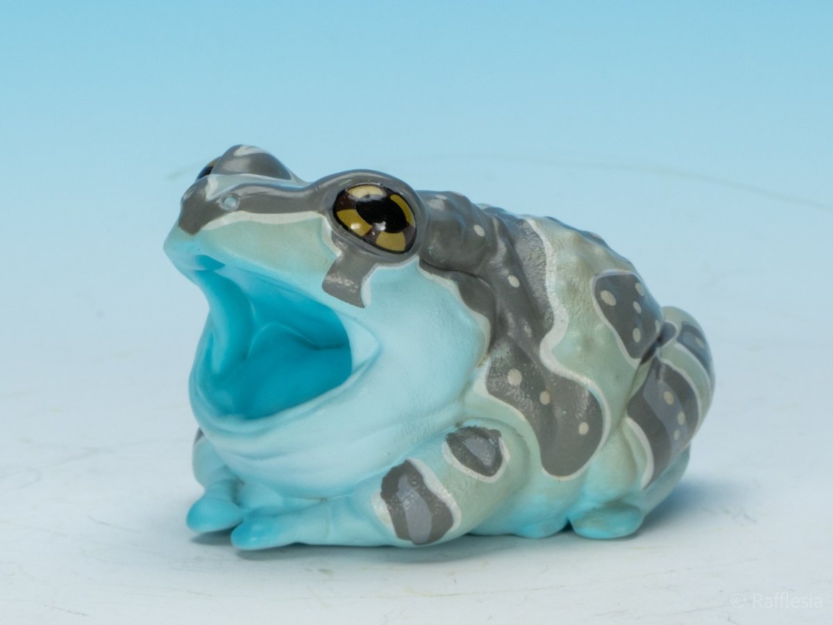 画像8: ジュウジメドクアマガエル (8)