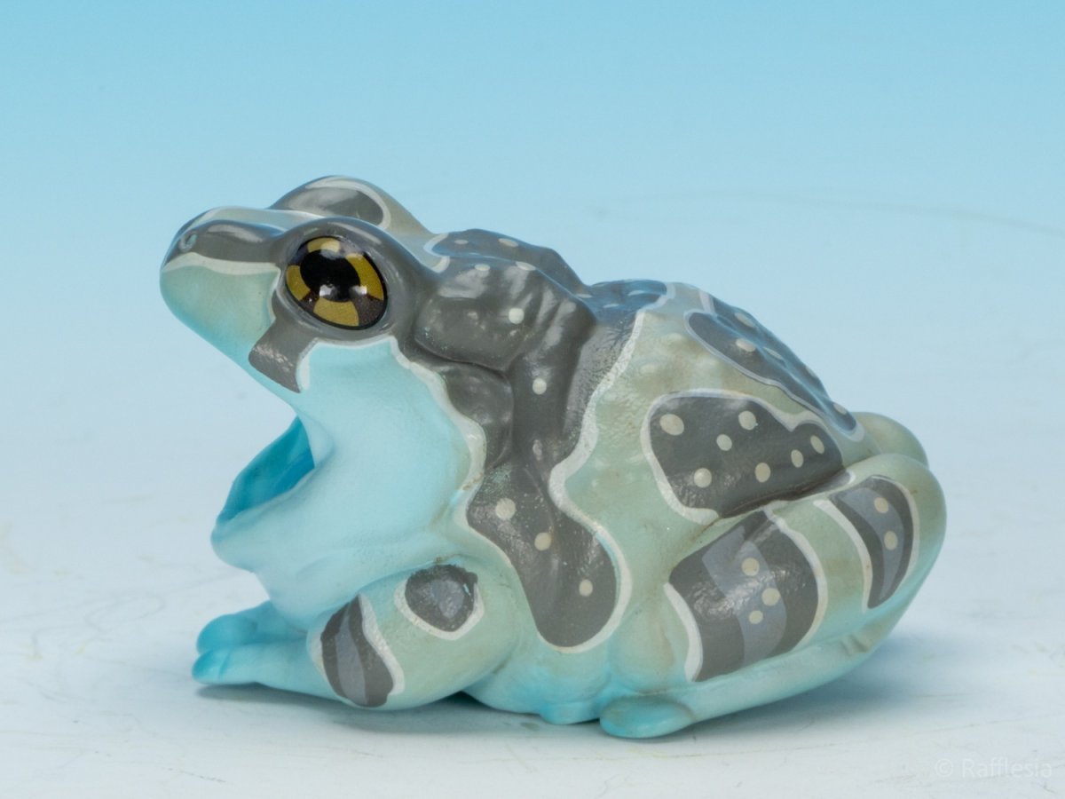 画像7: ジュウジメドクアマガエル (7)