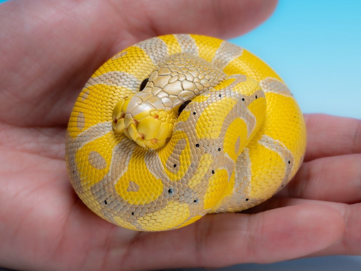 画像8: ボールニシキヘビ（バナナ） (8)