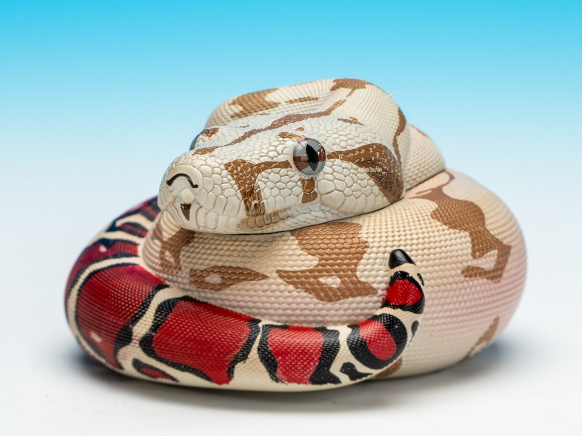 画像2: ガイアナボアコンストリクター (2)