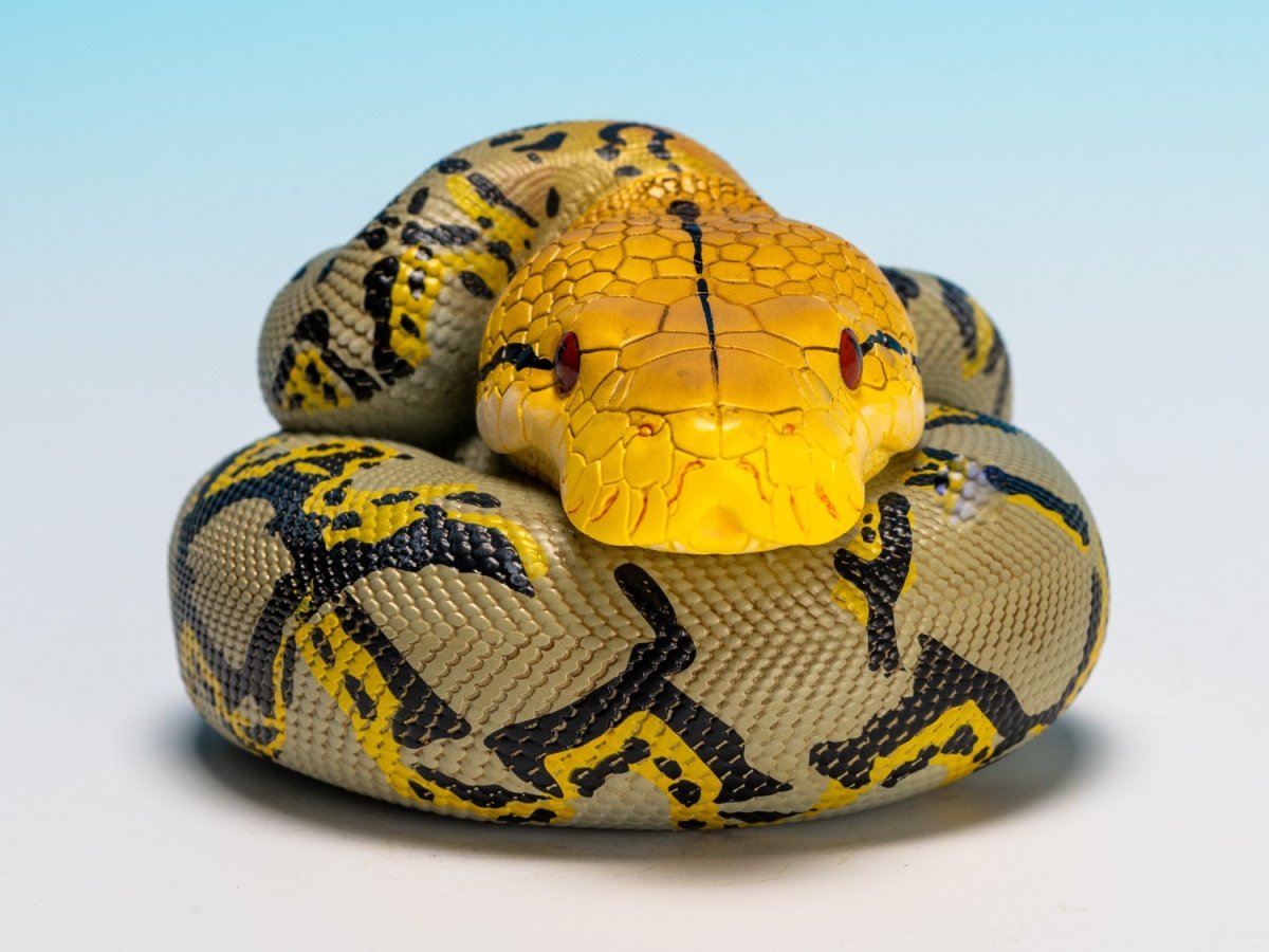 画像9: アミメニシキヘビ (9)