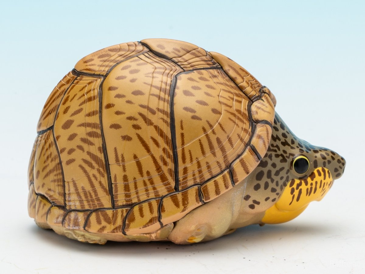 画像9: カブトニオイガメ (9)