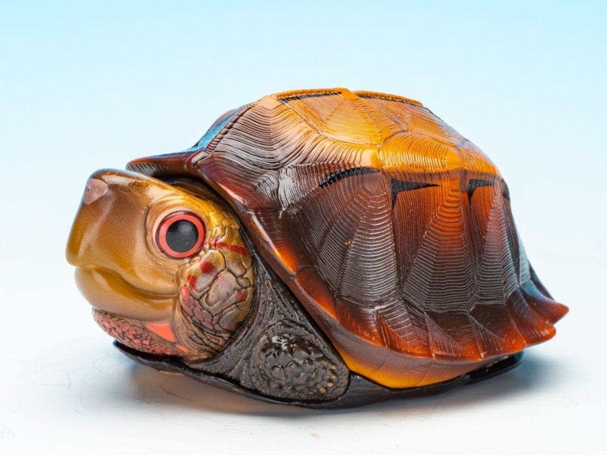 画像5: ヒラセガメ (5)