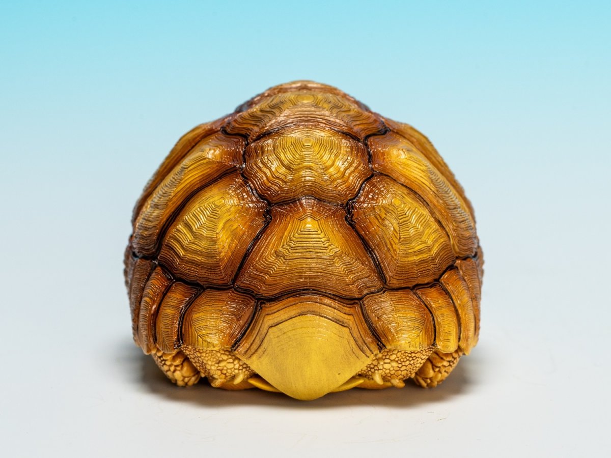 画像4: ケヅメガメ（オス） (4)