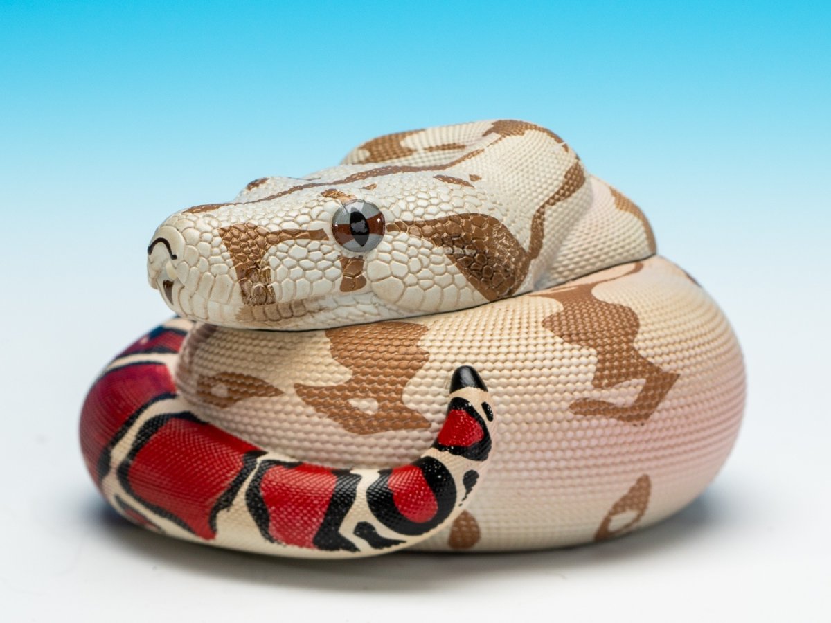 画像4: ガイアナボアコンストリクター (4)