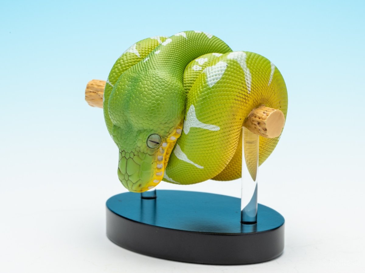 画像3: エメラルドツリーボア (3)