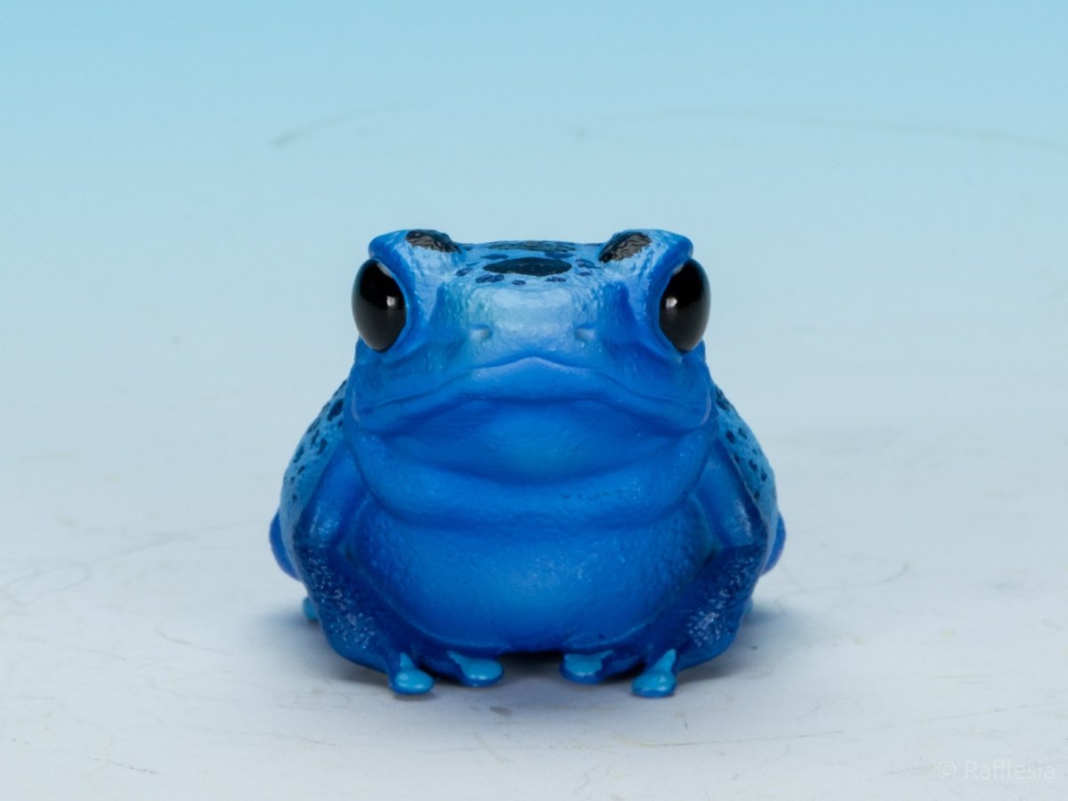 画像9: コバルトヤドクガエル (9)