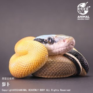 ヘビ - アジアアロワナ専門店ラフレシア