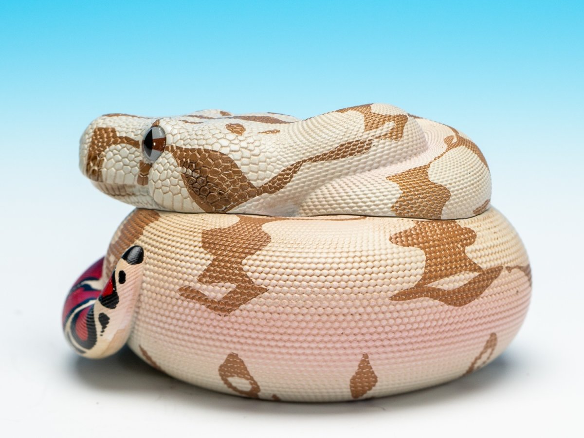 画像6: ガイアナボアコンストリクター (6)