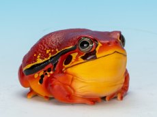 画像1: アカトマトガエル (1)
