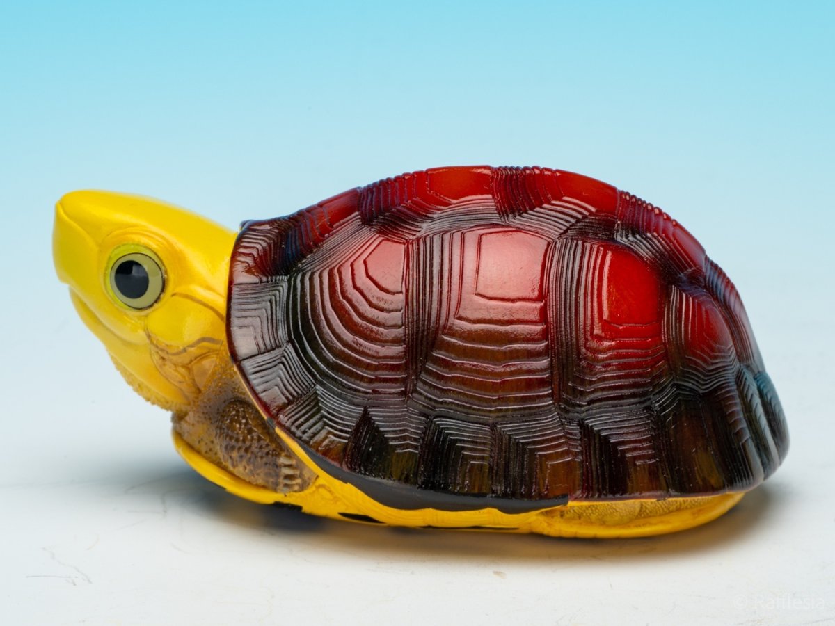 画像6: コガネハコガメ (6)