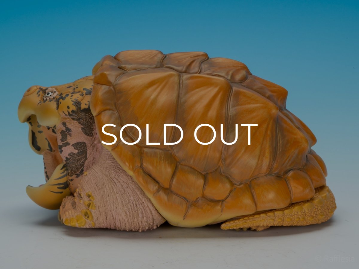 画像6: ワニガメ（PLUS版） (6)