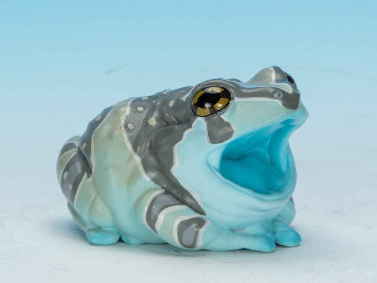 画像2: ジュウジメドクアマガエル (2)