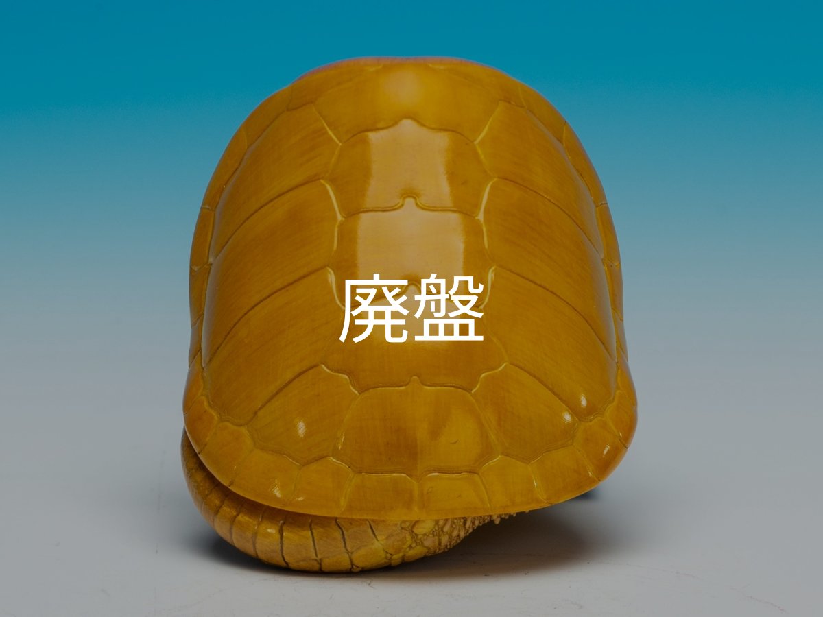 画像10: オオアタマガメ (10)