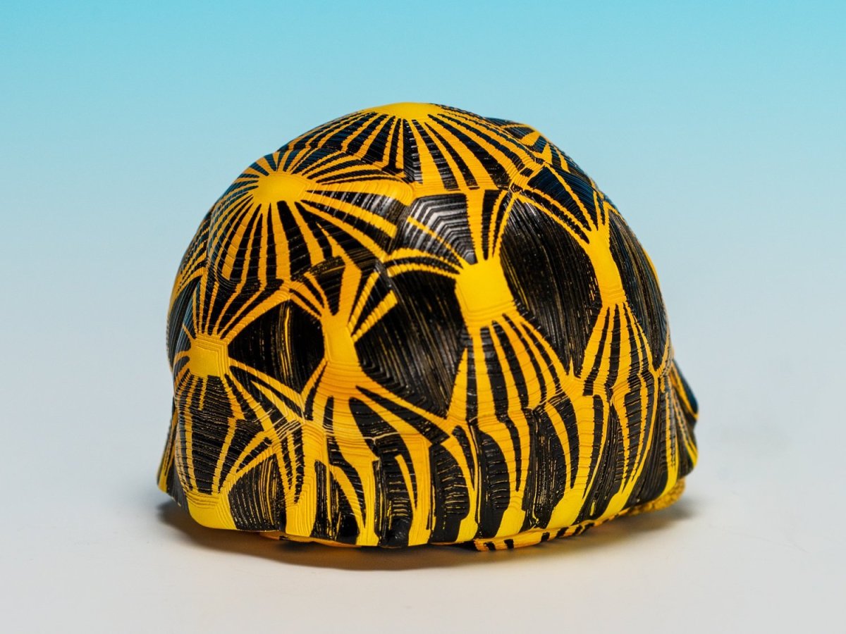 画像3: ホウシャガメ【動画あり】 (3)