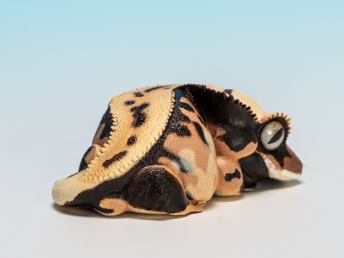 画像2: オウカンミカドヤモリ（リリーホワイト） (2)