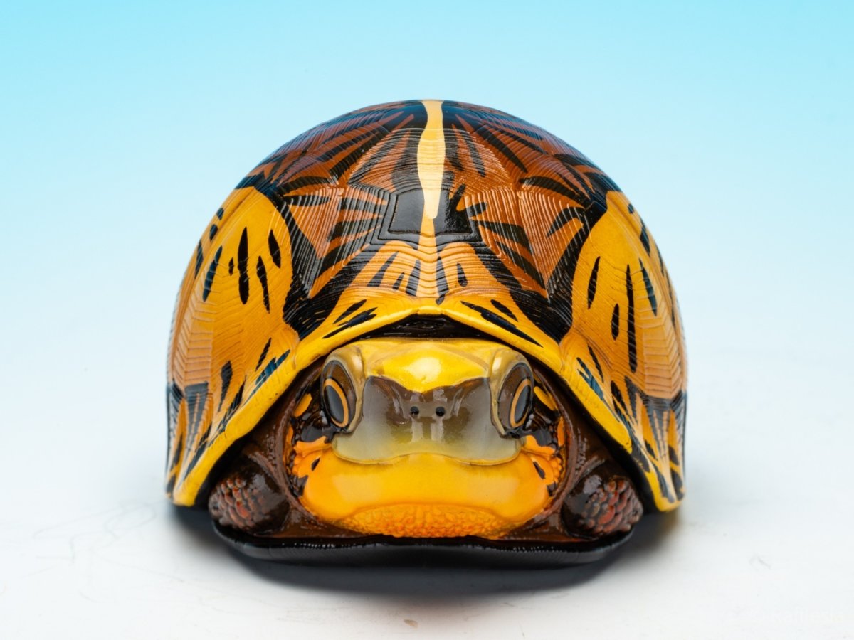 画像2: コガネハコガメ (2)