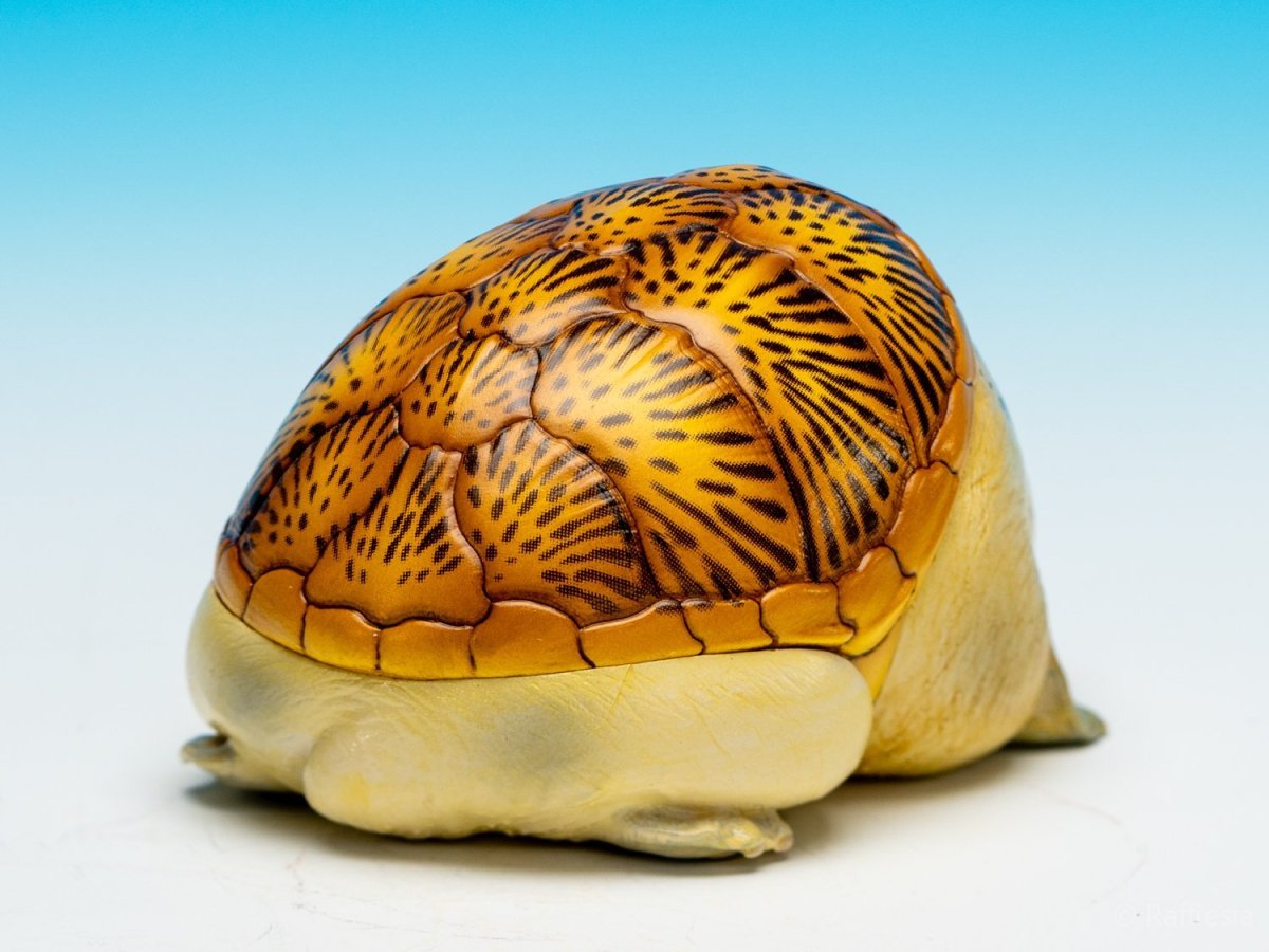 画像8: ハラガケガメ (8)