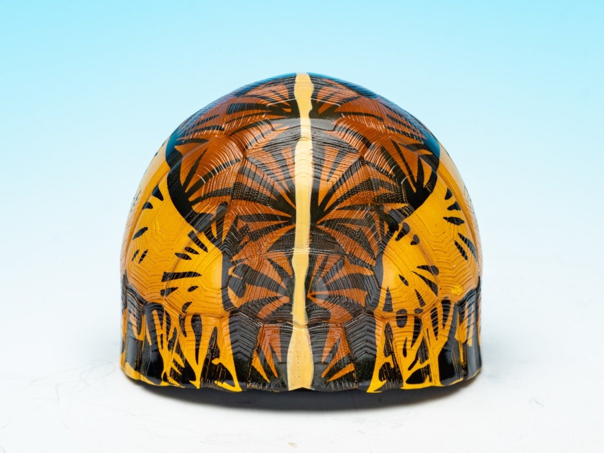 画像7: コガネハコガメ (7)