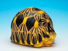 画像1: ホウシャガメ　PLUS (1)