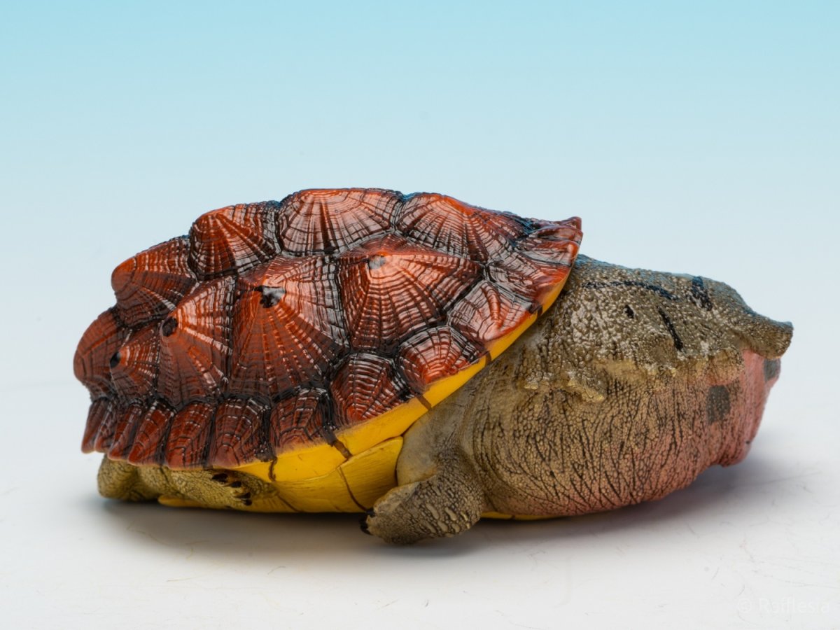 画像6: レッドマタマタ (6)