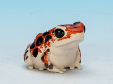 画像1: イチゴヤドクガエル (1)