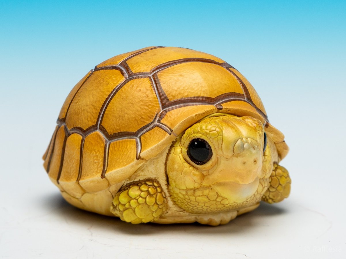 画像2: ケズメリクガメ（五周年記念） (2)