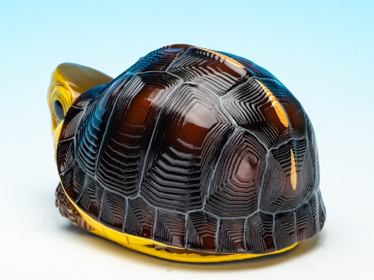 画像5: チュウゴクセマルハコガメ（台湾型） (5)