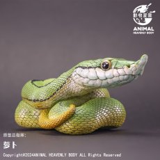 画像1: バロンコダマヘビ (1)