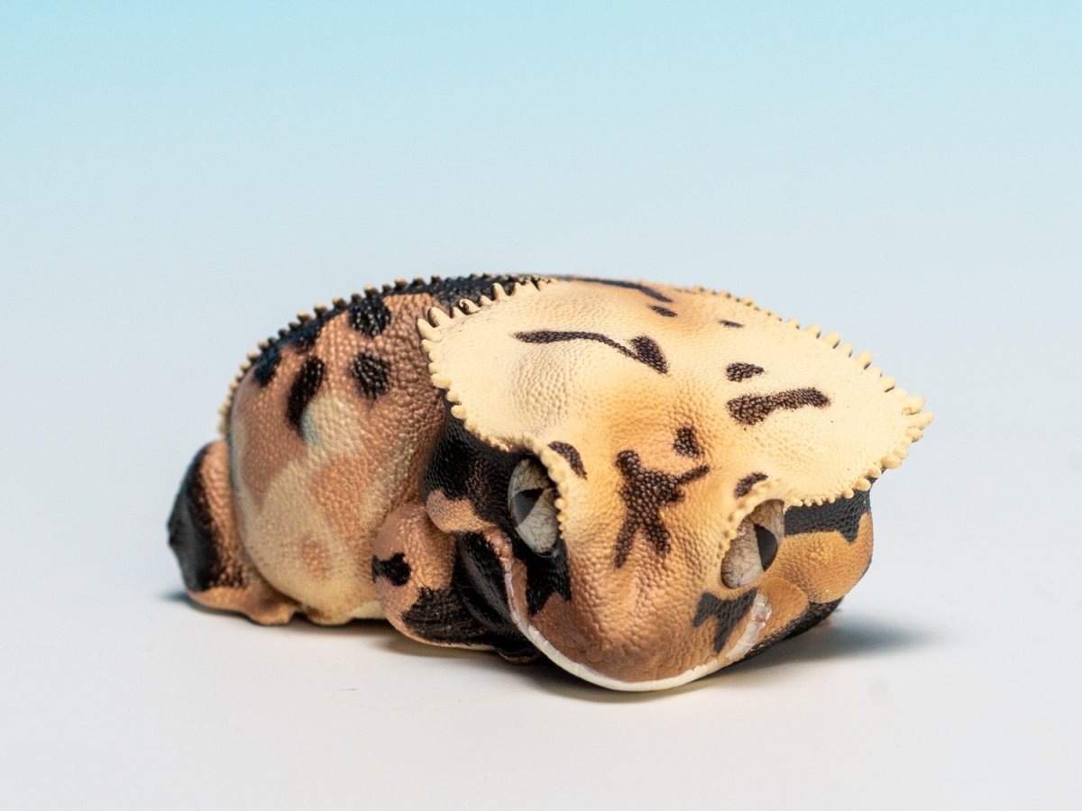 画像6: オウカンミカドヤモリ（リリーホワイト） (6)