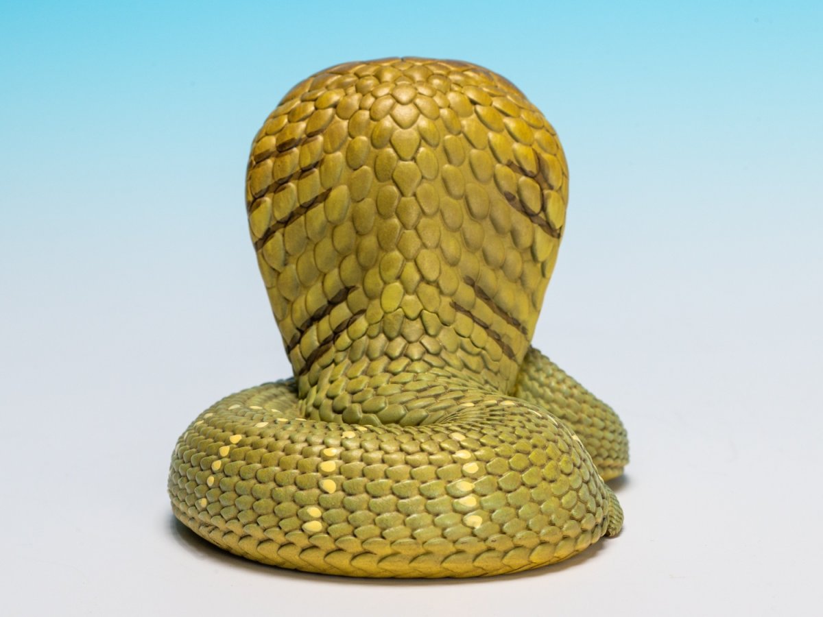 画像4: キングコブラ (4)