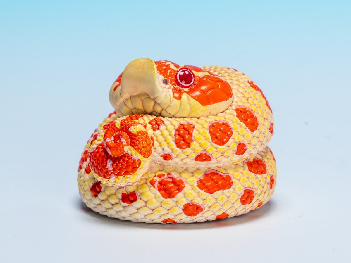 画像7: セイブシシバナヘビ（赤白） (7)