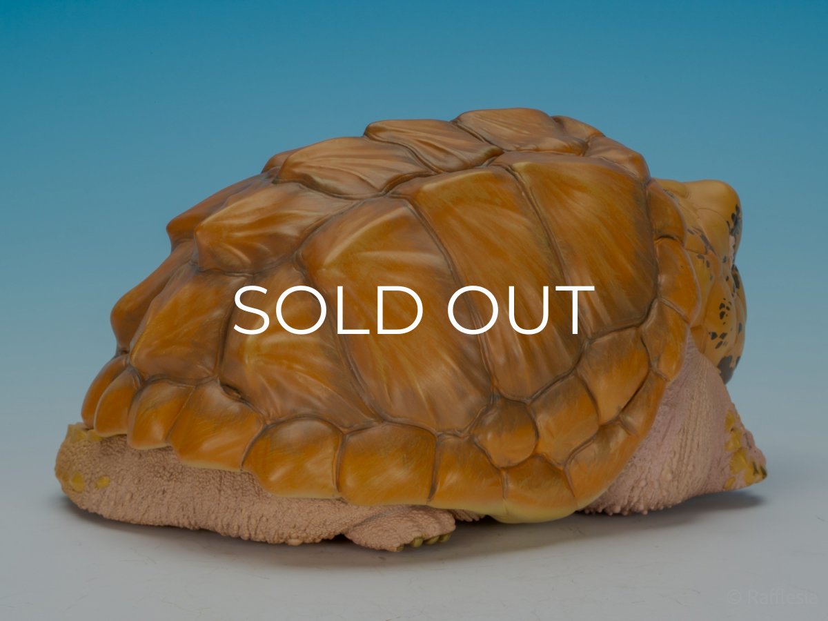 画像3: ワニガメ（PLUS版） (3)